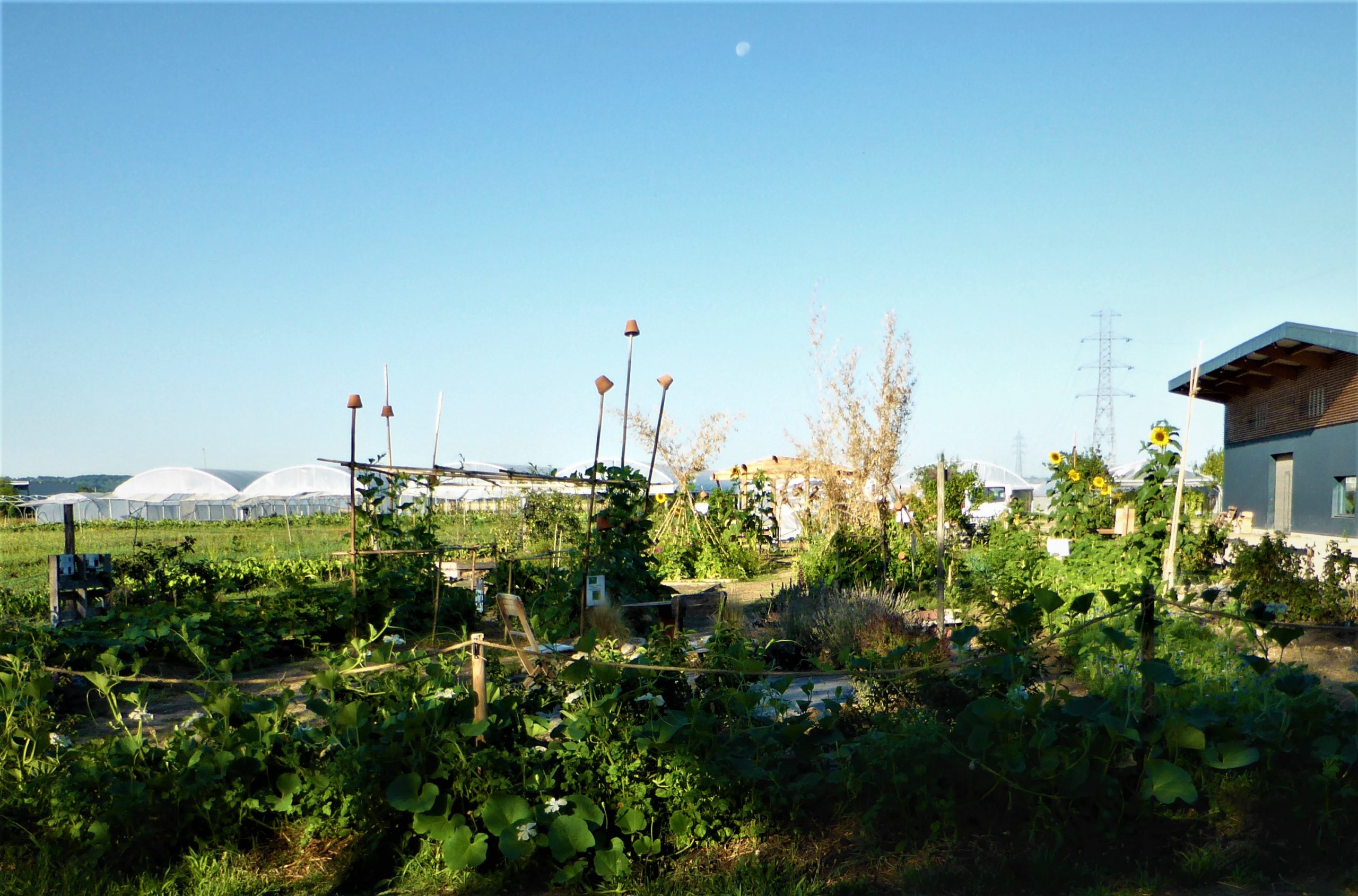 Notre jardin de Cocagne  Michel des Jardins